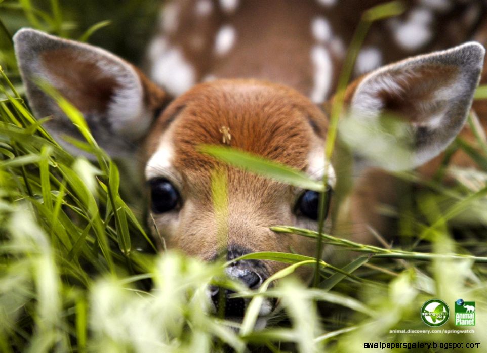 Baby Deer Wallpaper Wallpapers Gallery