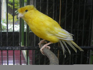 Blog Archives Apalonflexi