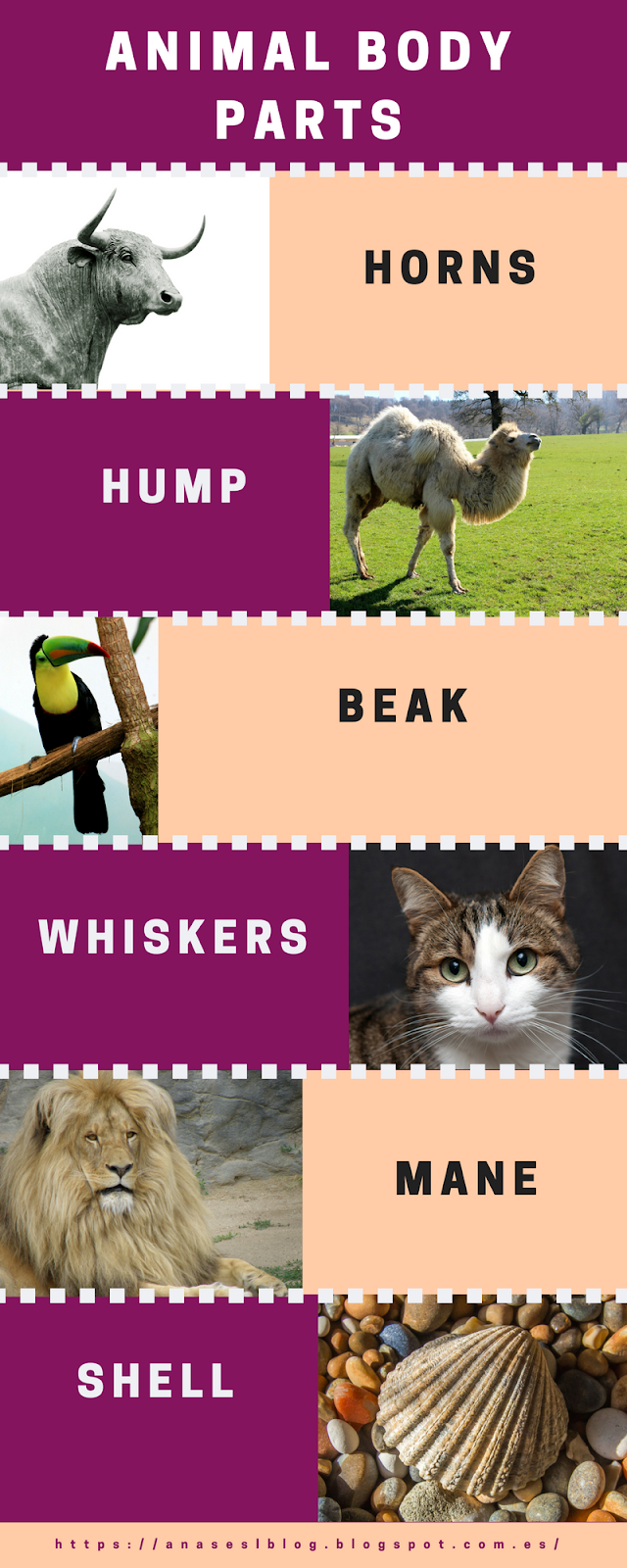 Animal Body Parts And Functions