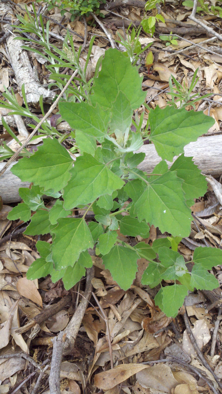 The Dewberry Blog Wild Spinach, also called Lamb's Quarters or