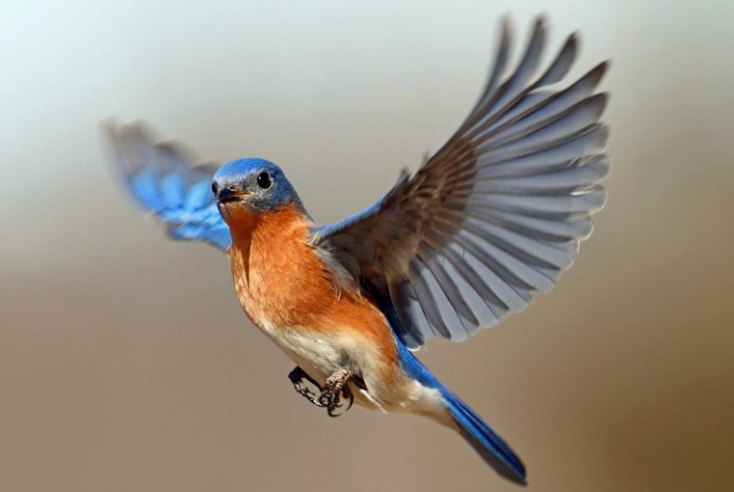 Come si orientano gli uccelli quando volano: nuova scoperta in Biologia.