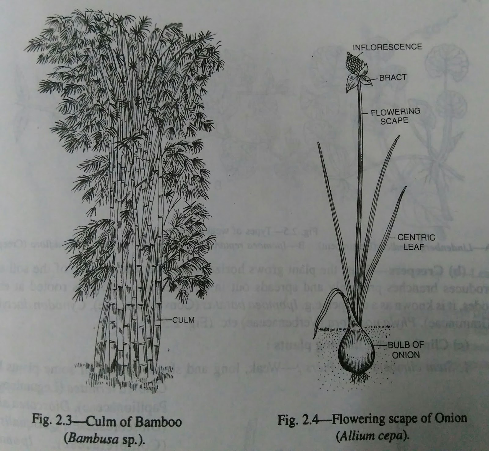 Stems Kinds Of Stems Strong Stems Weak Stems Digieduco