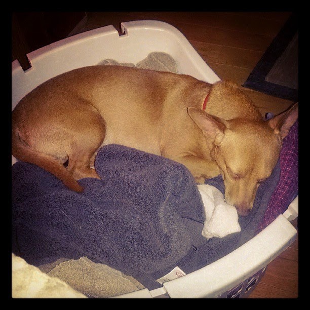 Clean Laundry = Freshly Fluffed Dog Bed