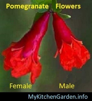 Pomegranate Male and Female Flowers