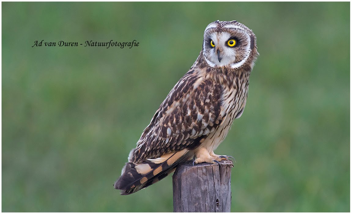 AD VAN DUREN - NATUURFOTOGRAFIE