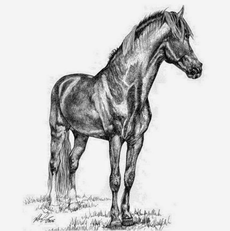 imagenes-de-dibujos-a-lapiz-de-caballos