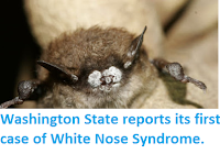 http://sciencythoughts.blogspot.co.uk/2016/04/washington-state-reports-its-first-case.html
