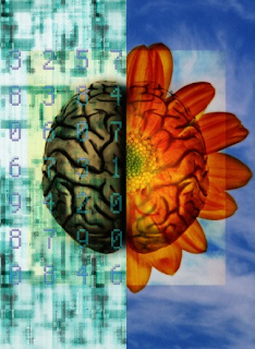The left side of the brain is covered in computer code, while the right side is a blossoming flower.
