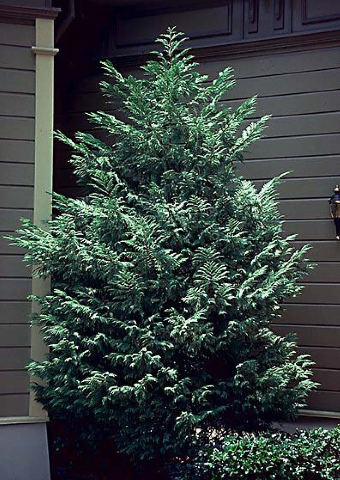 Beechwood Landscape Architecture and Construction Leyland Cypress