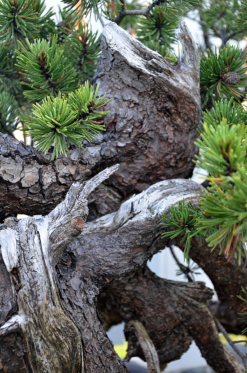Bonsai Living Art Pinus Mugo Yamadori