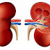 Why You Shouldn't Underestimate Your Kidneys 