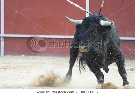 Animals Wallpapers: Dangerous Black Bull HD Wallpapers 2012