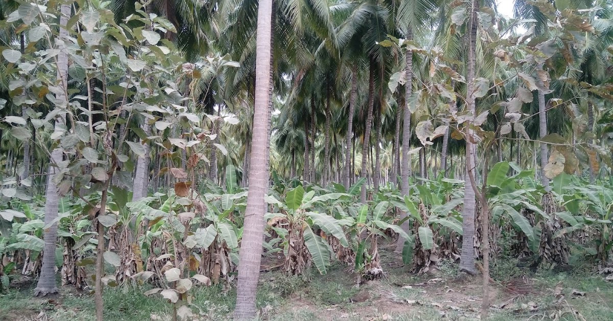 Kodaihills Realestate. Coconut farms for sale in near sholavandan