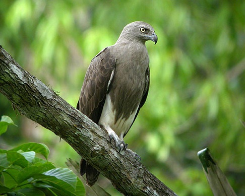 Kliping jenis burung elang yang ada di indonesia