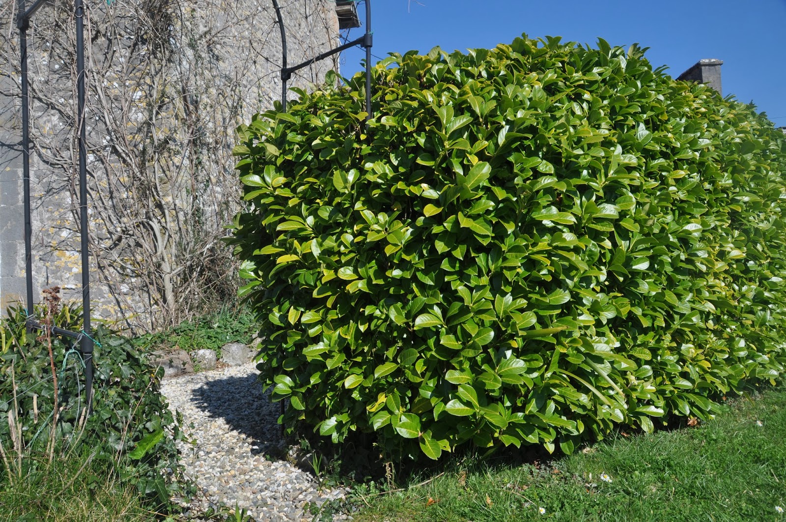 Plants Blog Prunus Laurocerasus Cherry Laurel 