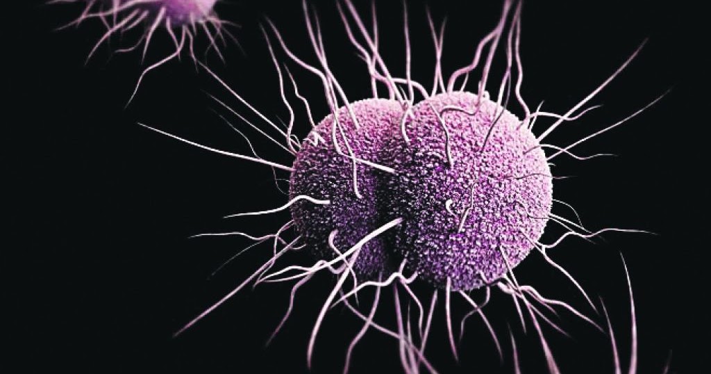 Bakteri Penyebab Gonore