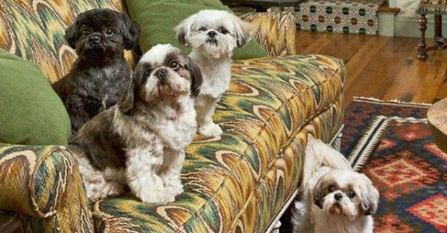 Você é uma pessoa louca por SHIH-TZU? Essa resposta pode dizer muito sobre a sua personalidade.