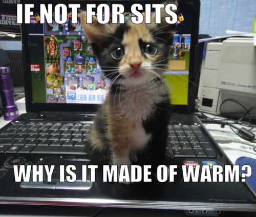 Your Argument Is Valid - Kitty!