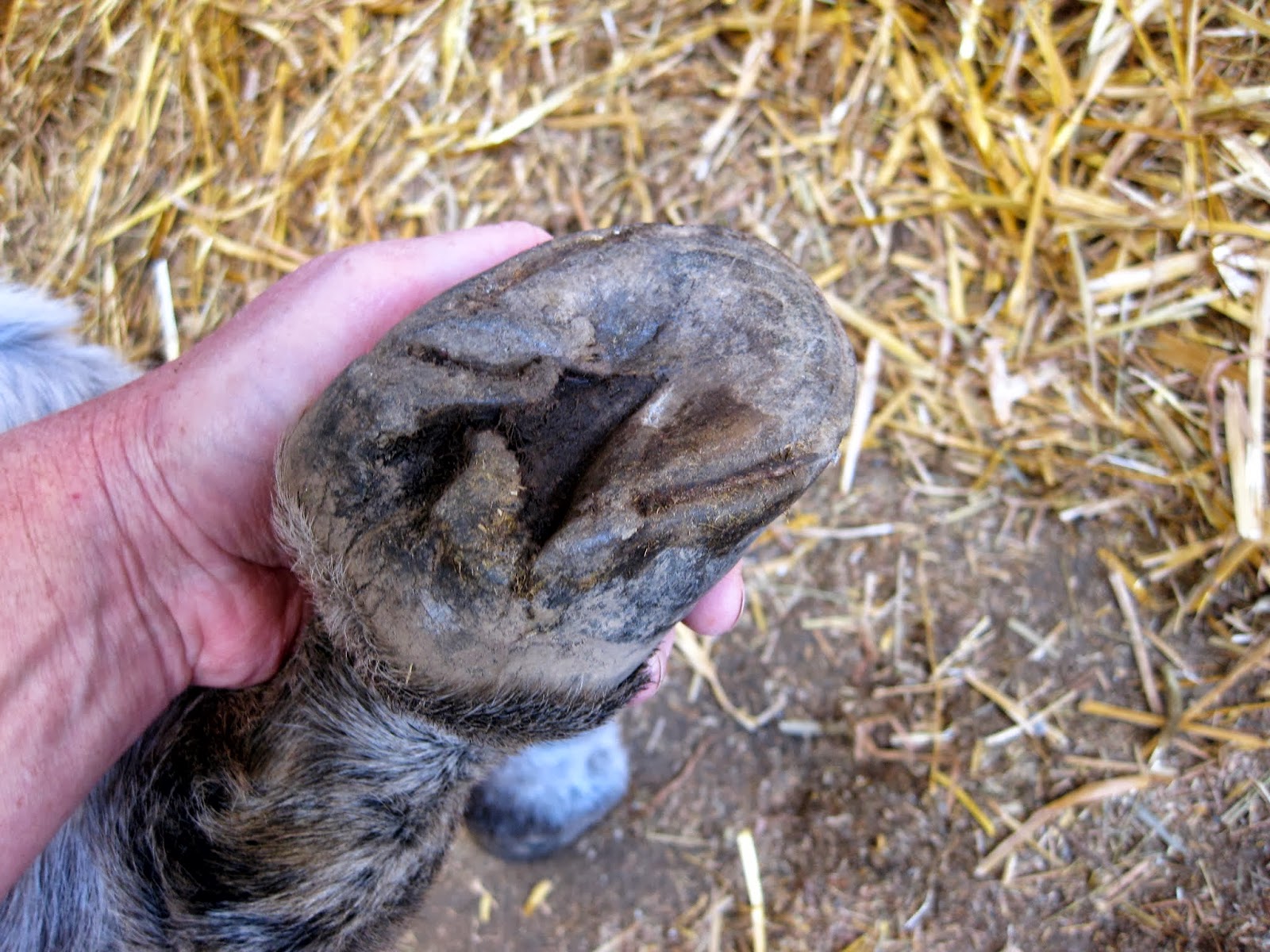 The Dancing Donkey Donkey Feet Emma
