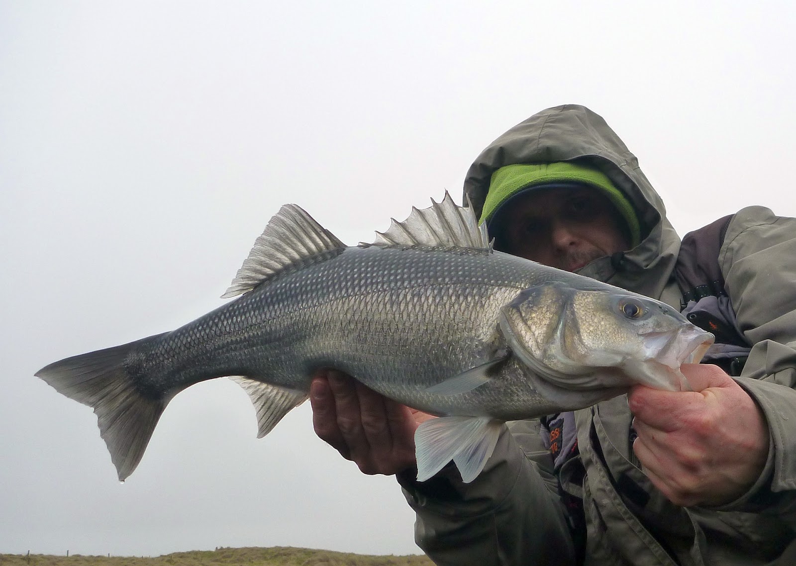 Sea Bass Hunting Sea Bass season 2017 open !!! 20.02.2017