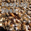 Keeping Bees