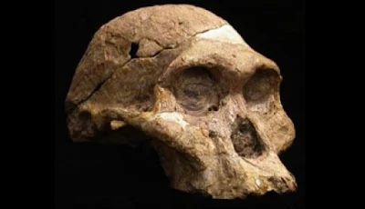 Penemuan Manusia Prasejarah di Indonesia