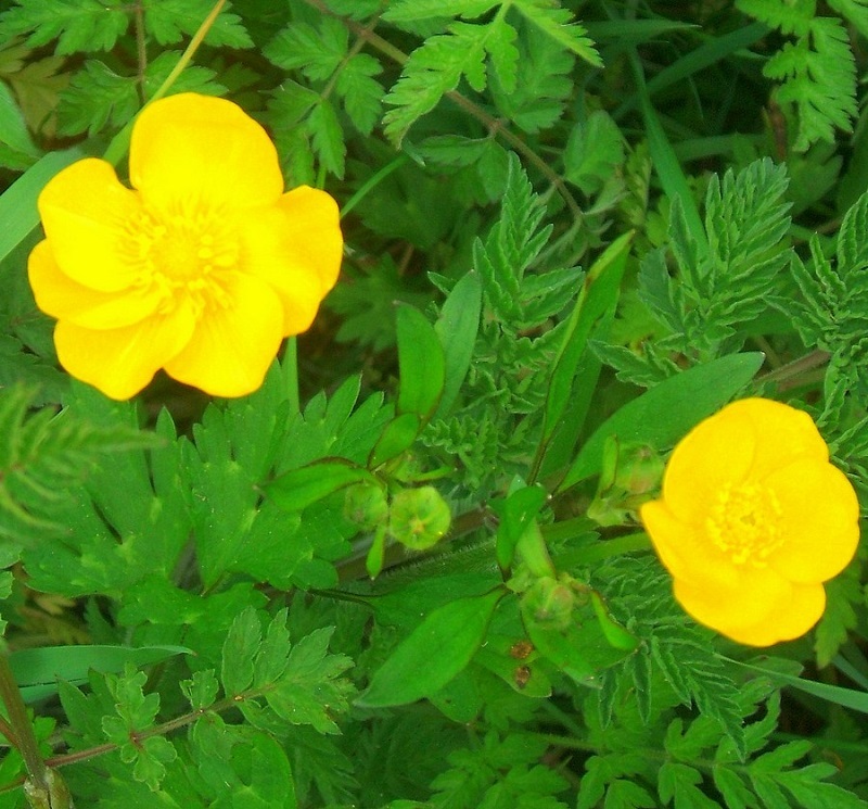 Buttercup flower facts stockpery
