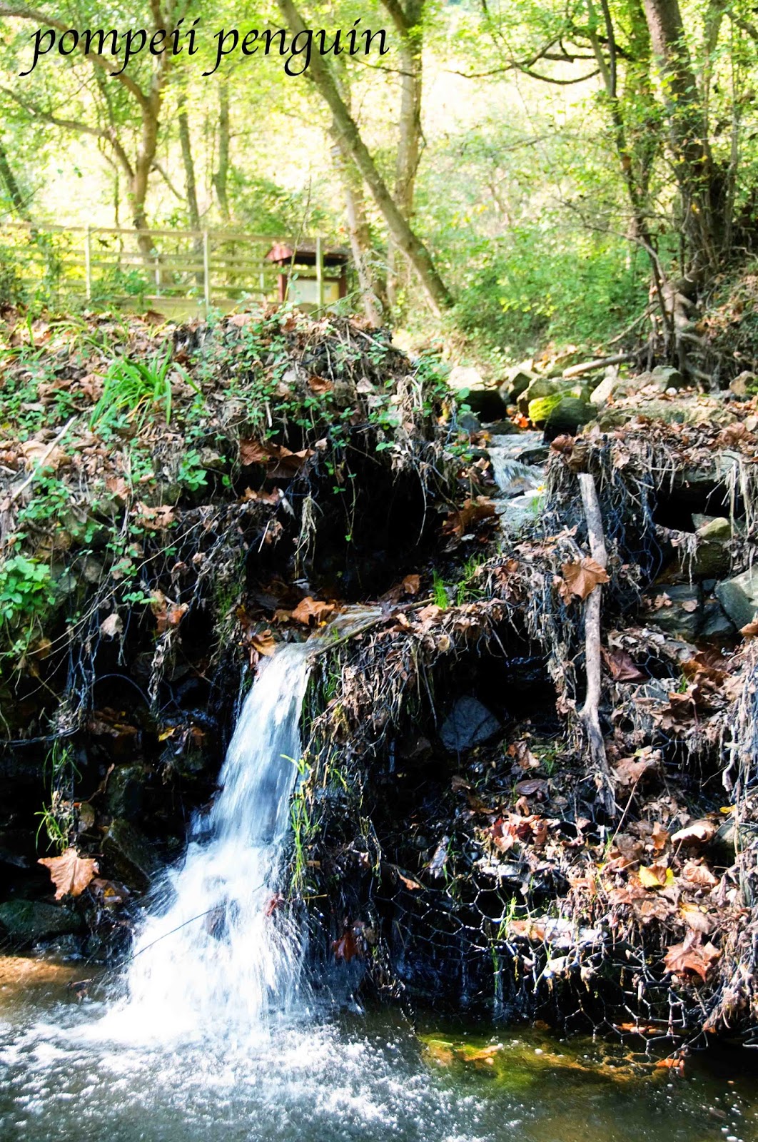 Pompeii Penguin Attempting to Fly Susquehanna state park