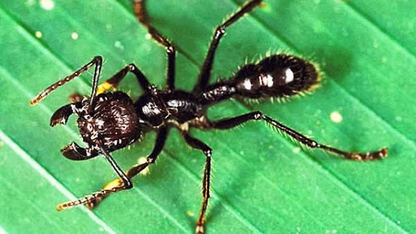 نملة الرصاصه