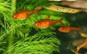 Tetra Ambar Tetra Ambar