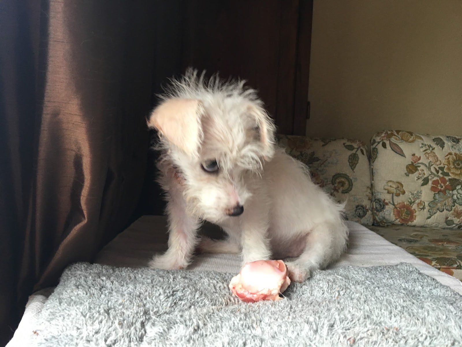 Phoenix and Friends Phoenix the Rough Coat Jack Russel Terrier!