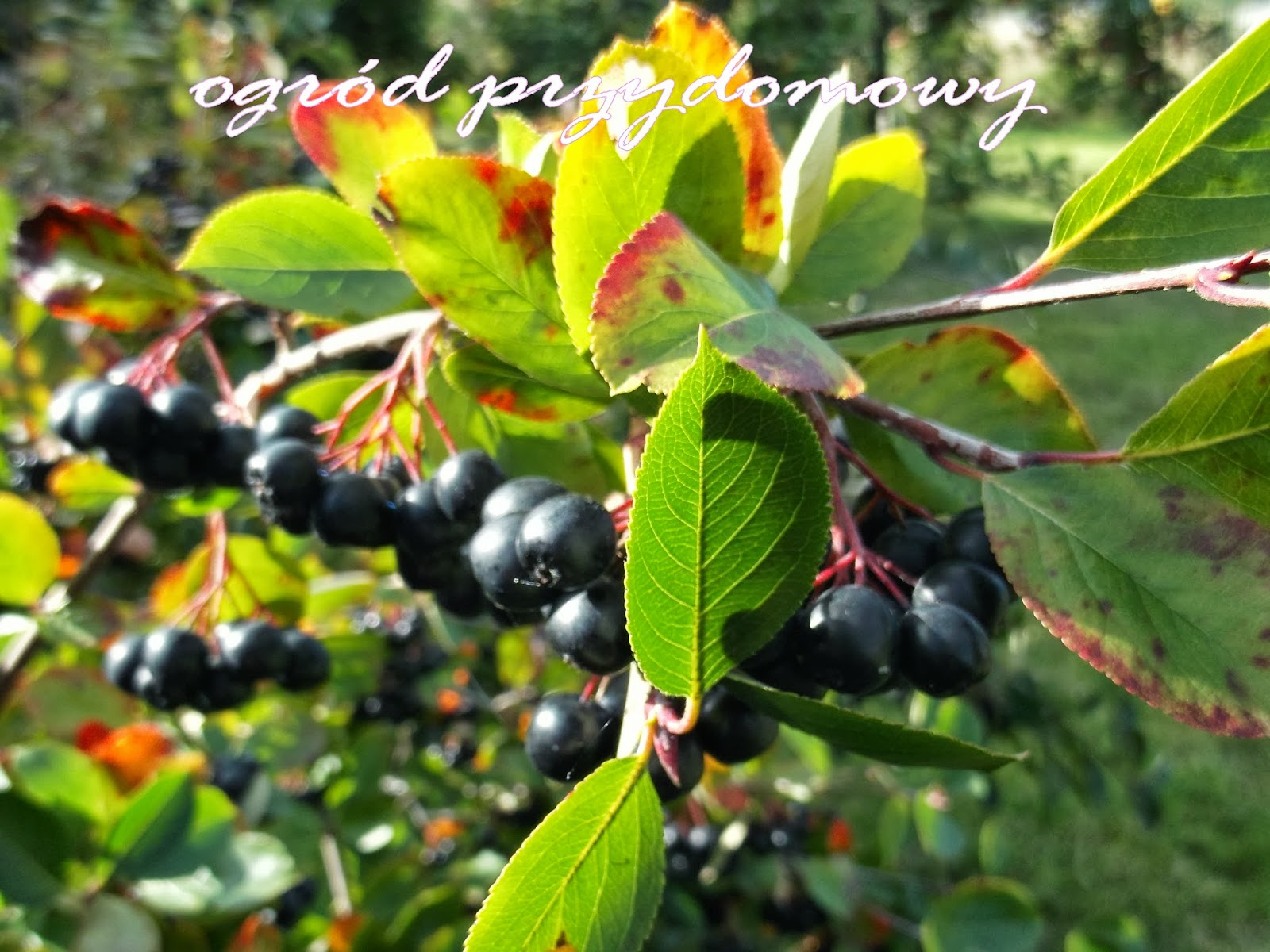 Krzew i owoce aronii | Ogród przydomowy - blog ogrodniczy, uprawa ...
