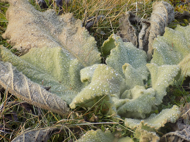 LUNEA FLORILOR