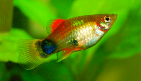 Daftar Ikan Hias Air Tawar Terindah Berikut Nama Dan Gambarnya