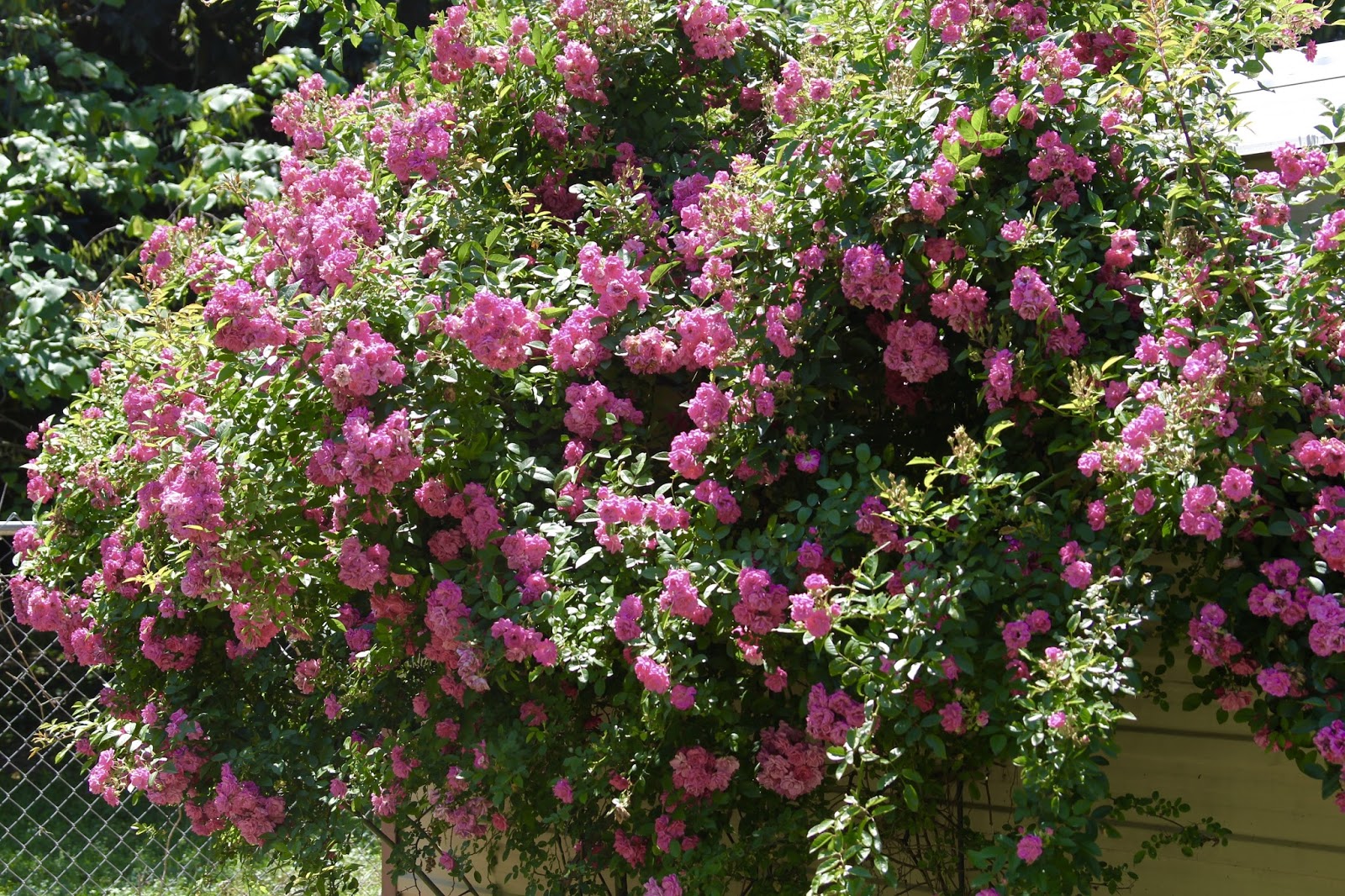 The Nature of Things Wordless Wednesday 'Peggy Martin' rose