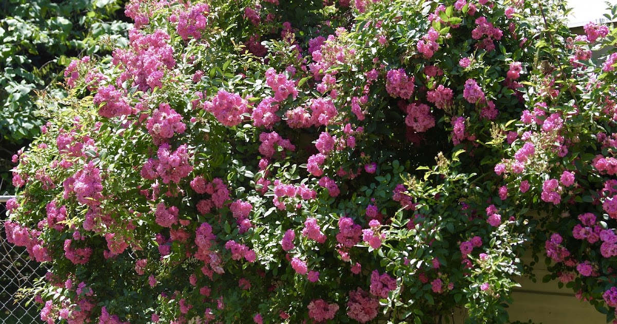 Wordless Wednesday 'Peggy Martin' rose