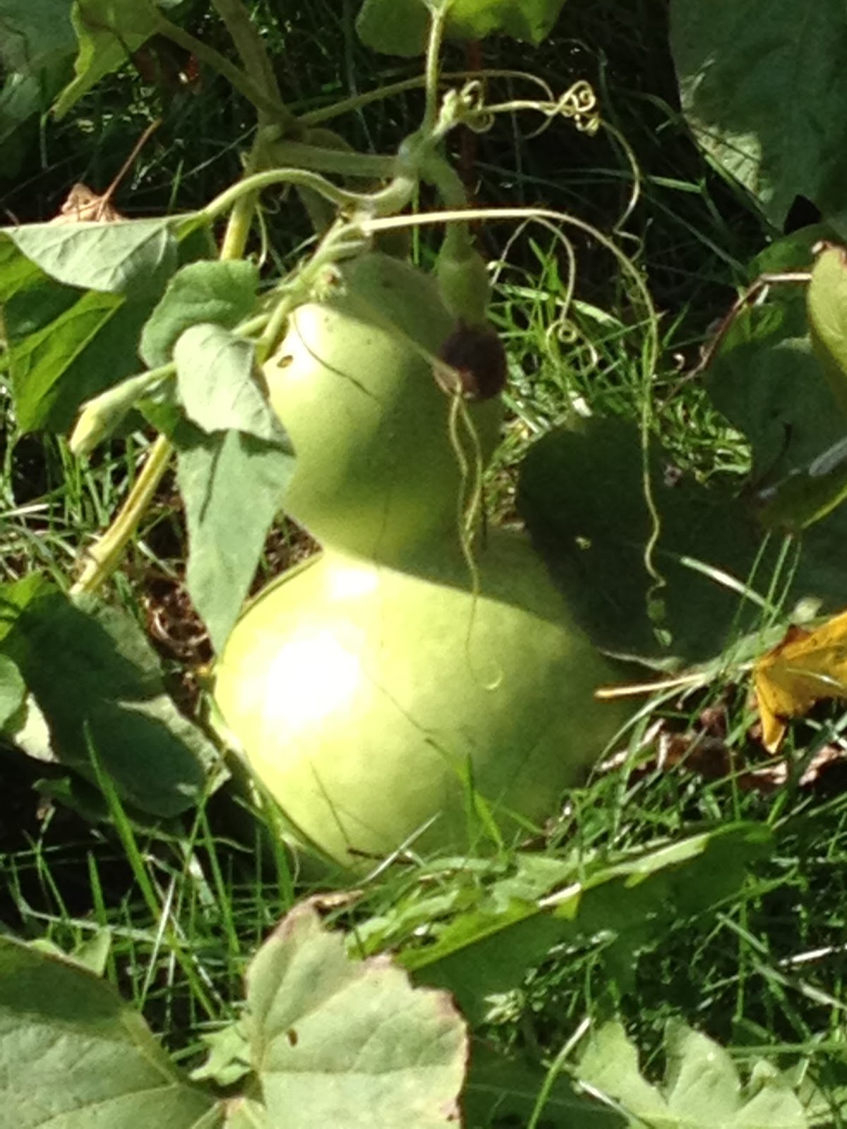 Harvesting Bottle Gourds