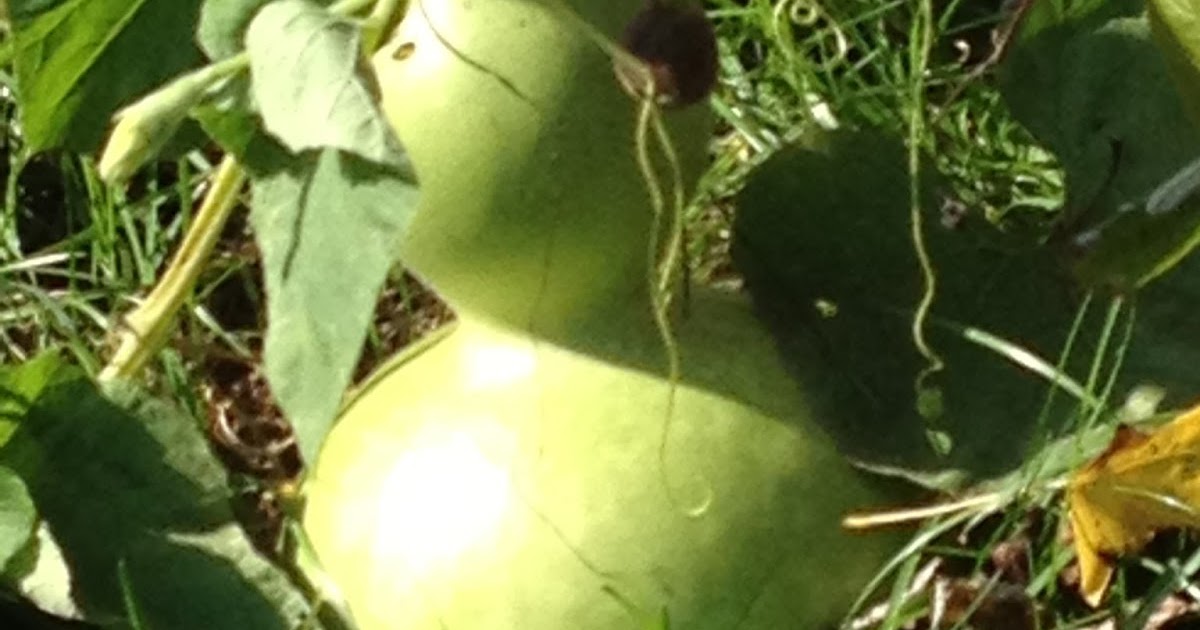 Harvesting Bottle Gourds