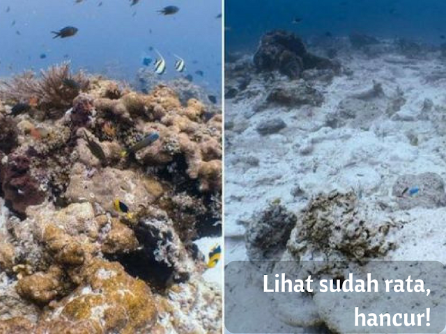 Hancur Sudah 1.600 Meter Persegi Terumbu Karang di Raja Ampat Dihamtam Lambung Kapal Inggris Hancur Sudah 1.600 Meter Persegi Terumbu Karang di Raja Ampat Dihamtam Lambung Kapal Inggris