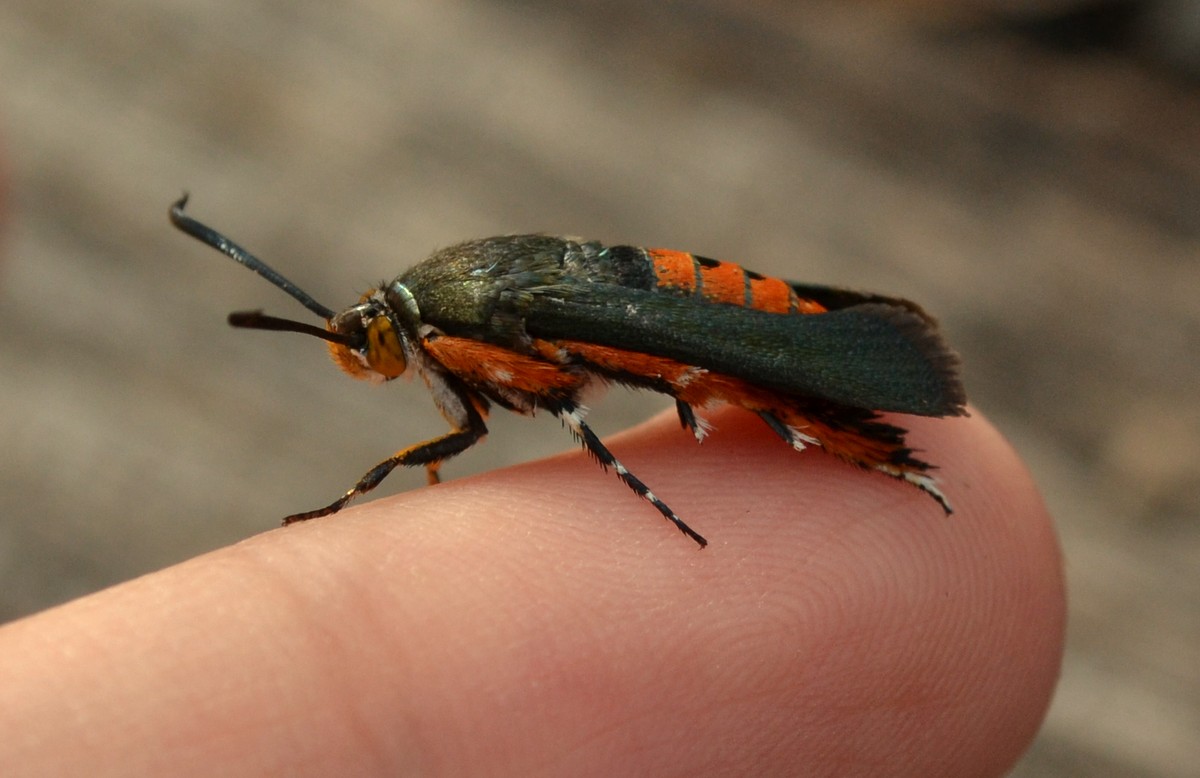 Woods Walks and Wildlife Squash Vine Borer