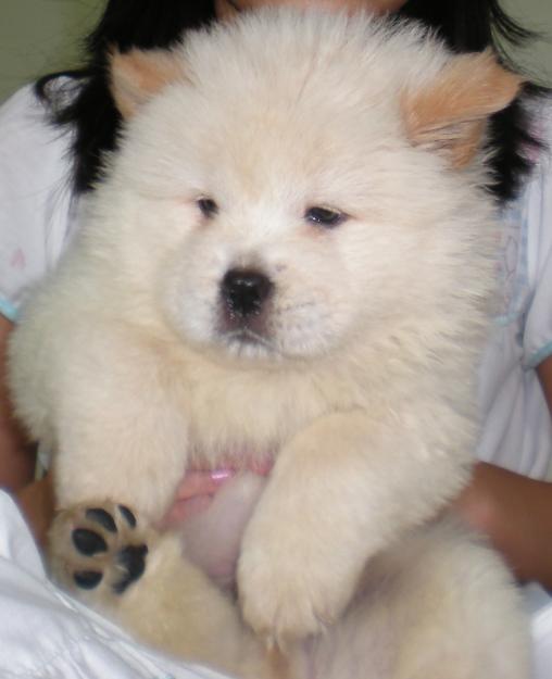 Chow Chow Puppy Pictures Puppy Pictures and Information