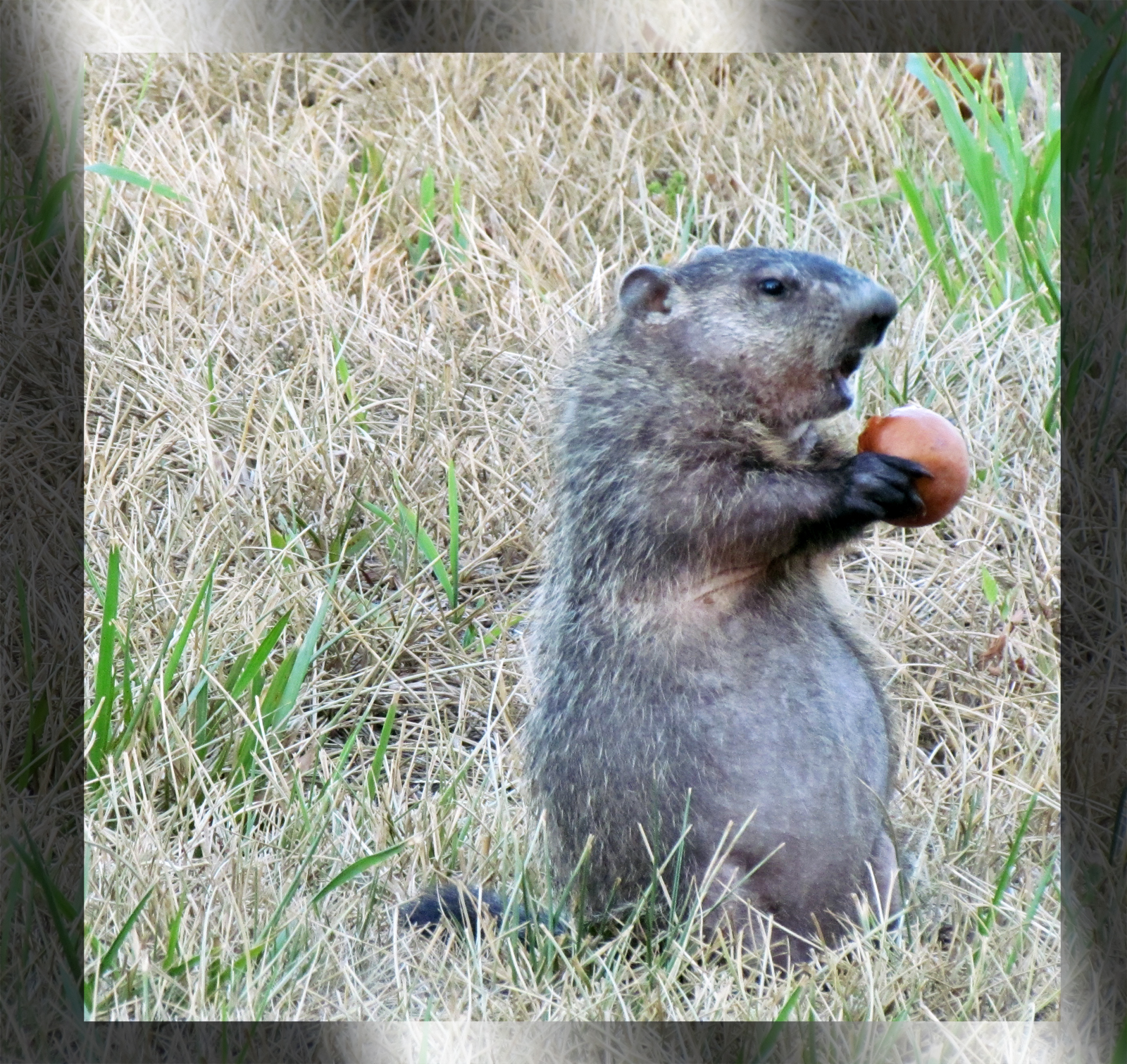 Mary's Be a GoodDog Blog Woodchuck videocloseup eating apples