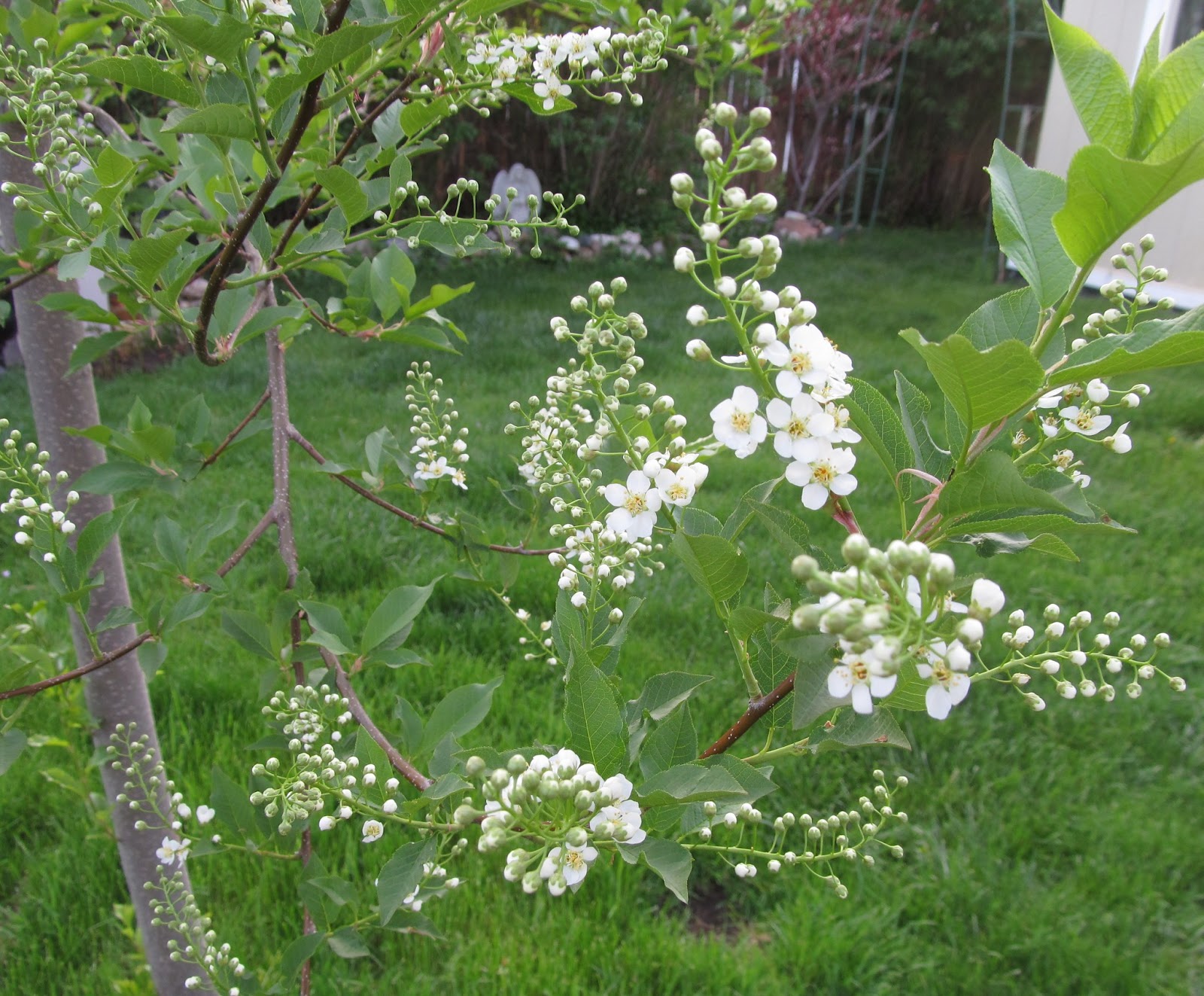 Varieties Of Ornamental Cherry Trees - Ornamental Cherry Tree Fruit Edible