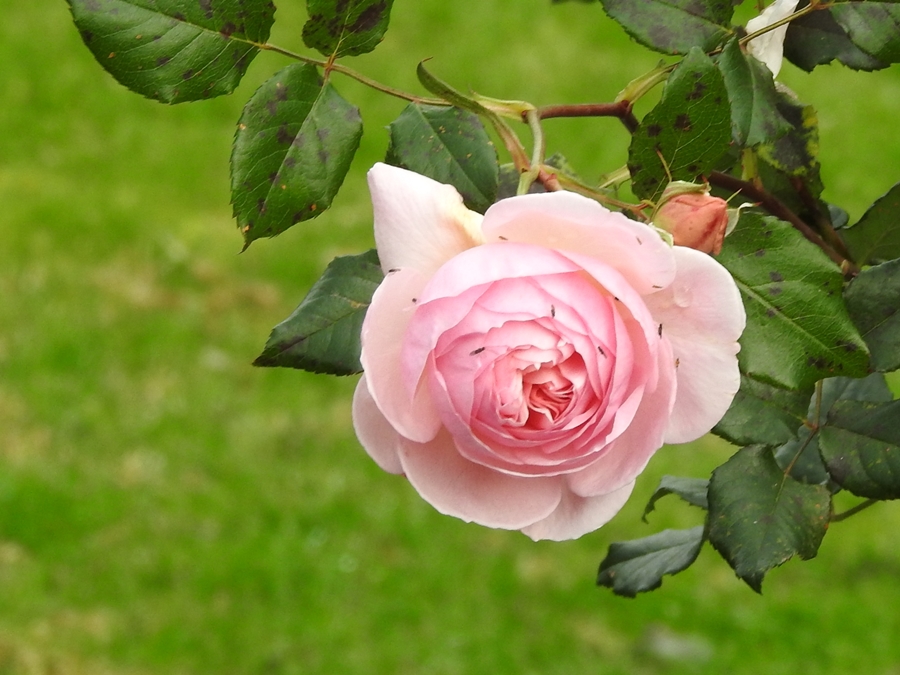 photographing New Zealand flowers in winter