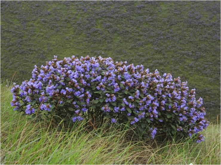 Wrong Flower Image