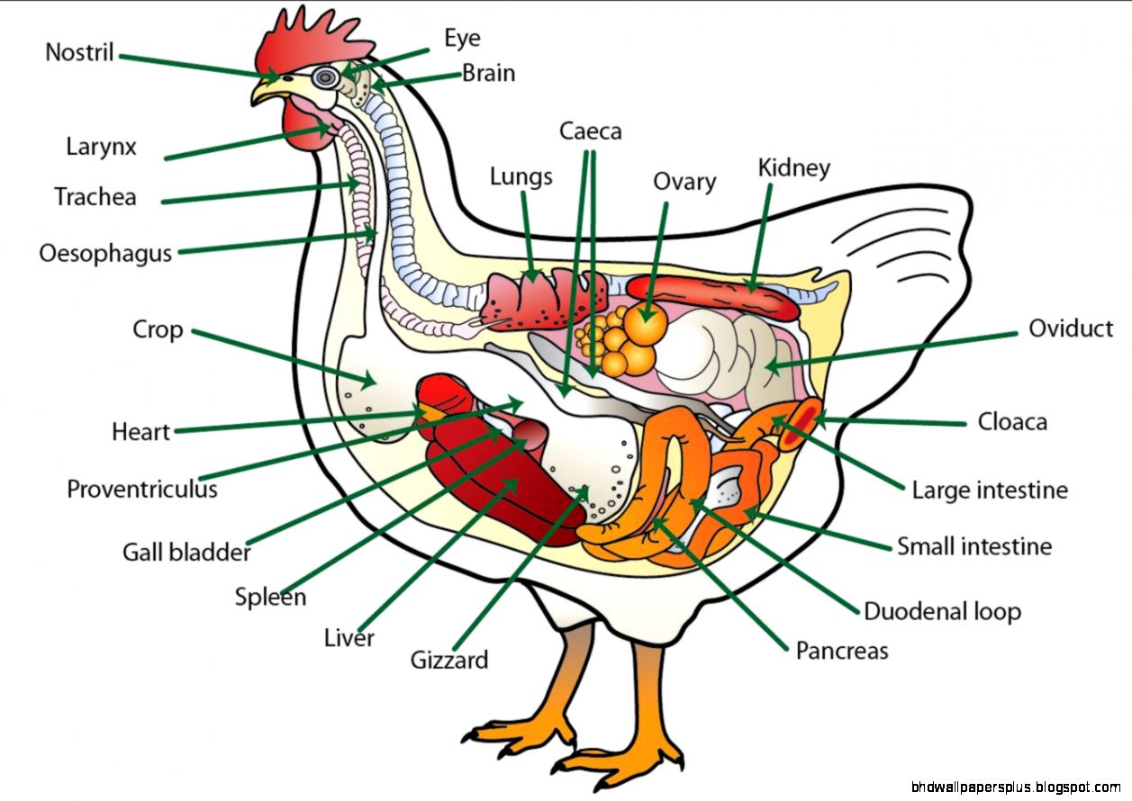 Chicken Anatomy | HD Wallpapers Plus
