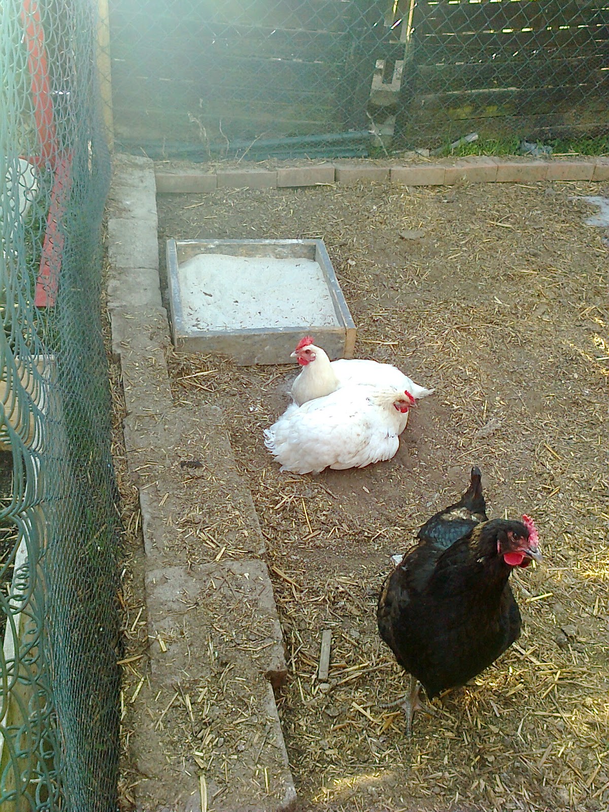 für Faulpelze? Sandkasten für die Hühner