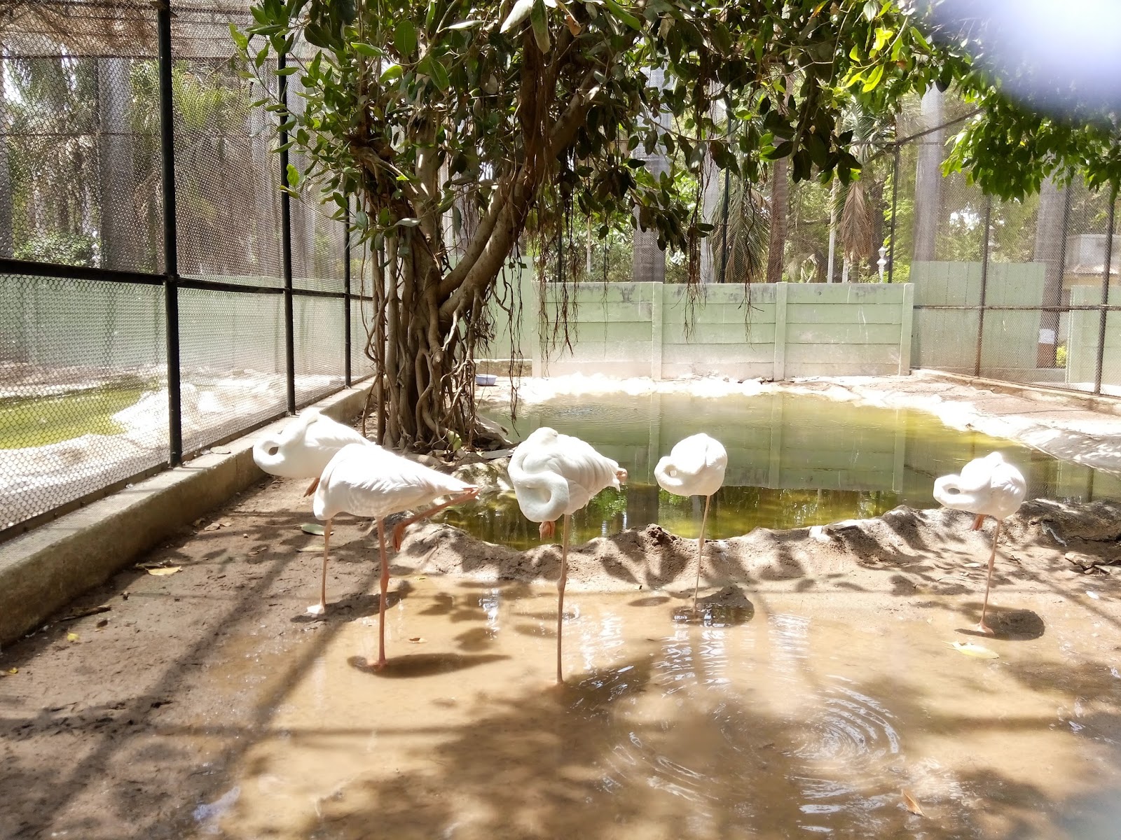 Sakkarbaug Zoological Park, Junagadh in Gujarat The journey of a