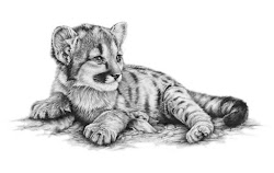 lion cub drawings wildlife drawing painting symonds richard pencil mountain sketch animal realistic fine baby animals paintings tiger sketches artist