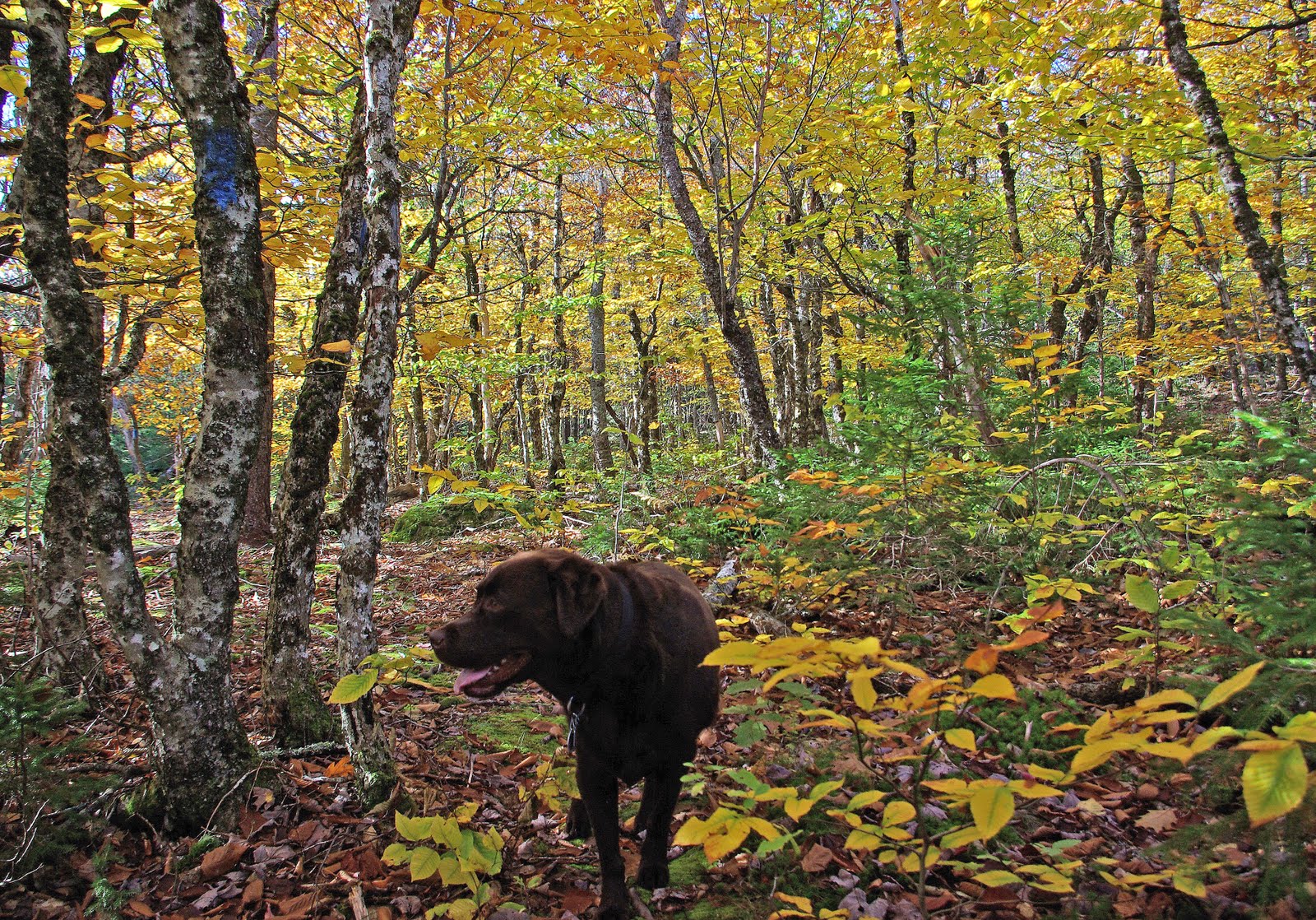 Hiking in Maine with Kelley 10/22/11 Caribou Mountain